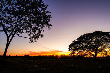Fototapeta premium colorful Big Tree at sunset.