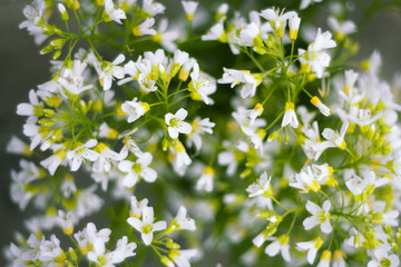 small white wildflowers, beautiful natural floral background, image with retro toning