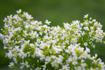 small white wildflowers, beautiful natural floral background, image with retro toning