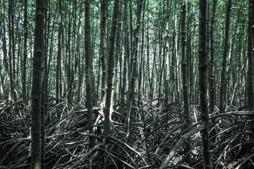 Mangrove forest in the tropics, Background of dense trees and lots of roots in the mangrove forest.