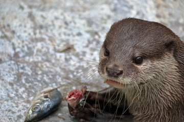 コツメカワウソ　食事中
