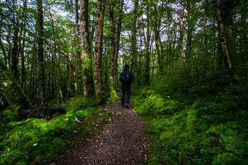 Obraz premium A backpacker man with trekking gears walking on the path in the green fresh rainforest.
