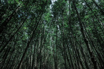 Fototapeta na wymiar Mangrove forest in the tropics, background of dense trees in the mangrove forest