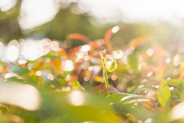 Green leaf on blurred greenery background