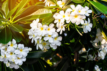 White and yellow plumeria flowers on a tree