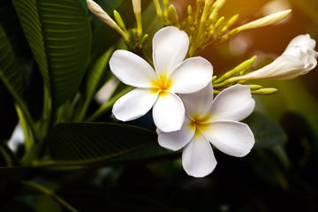White and yellow plumeria flowers on a tree