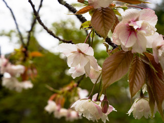 吉野の桜