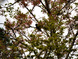 吉野の桜