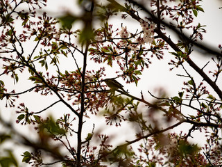 吉野の桜