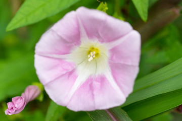 Fototapeta premium 昼顔