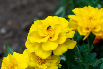 マリーゴールド　蜂