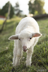 young spring baby sheep lamb eating green grass