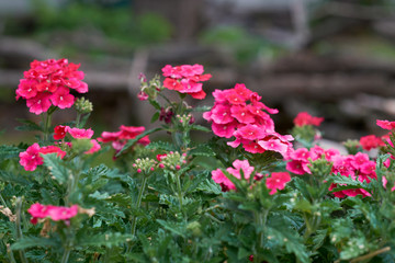 summer flowers nature Wallpaper photos images the sun is bright colors of green grass flowerbed garden