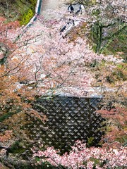 吉野の桜