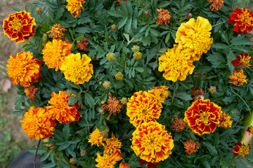 summer flowers nature Wallpaper photos images the sun is bright colors of green grass flowerbed garden