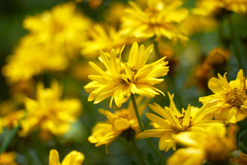 summer flowers nature Wallpaper photos images the sun is bright colors of green grass flowerbed garden