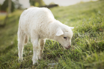 Obraz premium young spring lamb on green grass