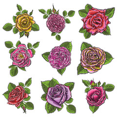 Roses flowers, red head buds and green leaves. Isolated on white background. Set collection. Vector.