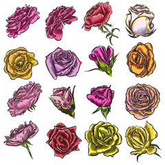 Big collection of roses in color for design. Set of highly detailed flowers in hand drawn style. Vector.