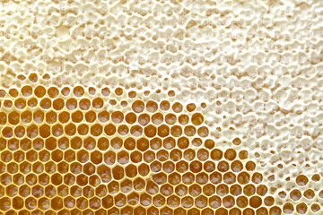 Honey cell is filled with fresh honey. Natural background. Apiculture.