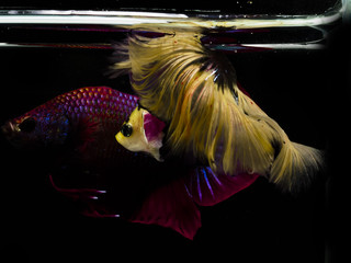 Light and shadows..siames fighting fish..betta spelndens fish.