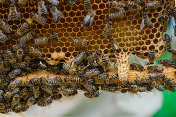 Signs of Roaring Bees. The birth of a new queen of bees.