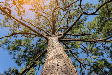 Naklejka premium Pinus mugo - It is also known as creeping pine, dwarf mountain pine, mugo pine.
