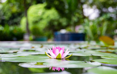 beautiful lotus flower on the water after rain in garden.