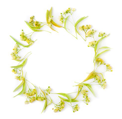 The flower pot of linden is isolated on a white background.