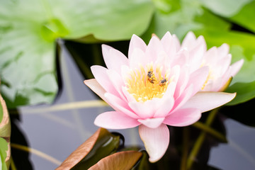 beautiful lotus flower on the water after rain in garden.