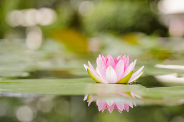 Obraz premium beautiful lotus flower on the water after rain in garden.