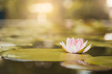 beautiful lotus flower on the water after rain in garden.