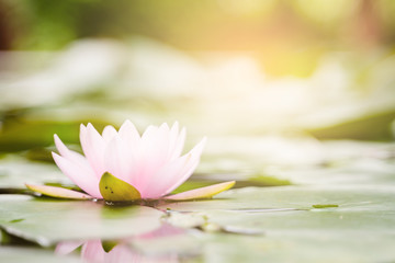 beautiful lotus flower on the water after rain in garden.