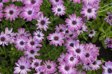 Purple daisies in the garden