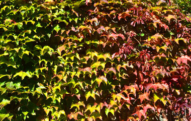 The plant grows up the wall and the leaves are painted in a gradient - from light green to a saturated red hue.