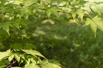 Horizontal and colorful leaves of maple ornamental.