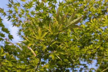 Horizontal and colorful leaves of maple ornamental.