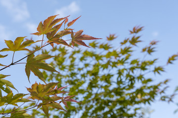 Colorful maple leaves with blue sky in the background. 