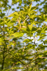 Horizontal and colorful leaves of maple ornamental.