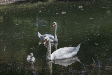 Swan family in a lake