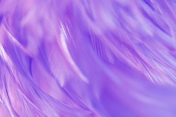 Bird and chickens feather texture for background Abstract,blur style and soft color of art design.
