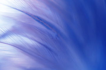 Blur Bird chickens feather texture for background Abstract, soft color of art design.