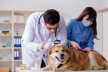 Doctor and assistant checking up golden retriever dog in vet cli