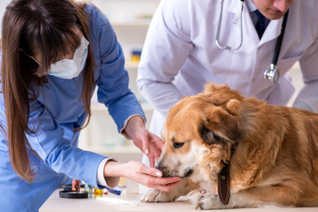 Doctor and assistant checking up golden retriever dog in vet cli