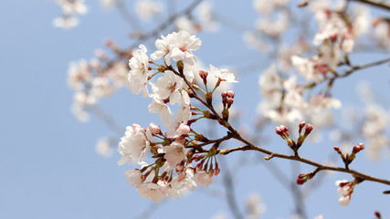 Fototapeta premium Close-up image of cherry blossoms in full bloom against the spring sky.