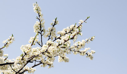 Close-up image of the white pear blossom tree and its branches.