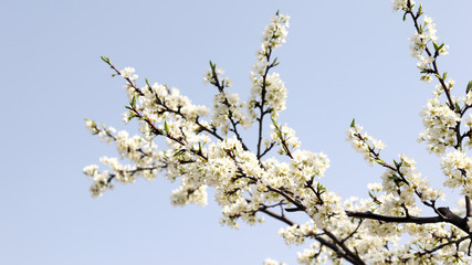 Flowers in full bloom and blue sky.
