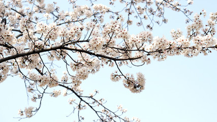 Cherry blossom trees in full bloom in the blue spring sky.