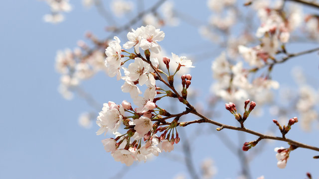 Close-up image of cherry blossoms in full bloom against the spring sky.