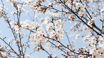 cherry blossom on the blue sky background.